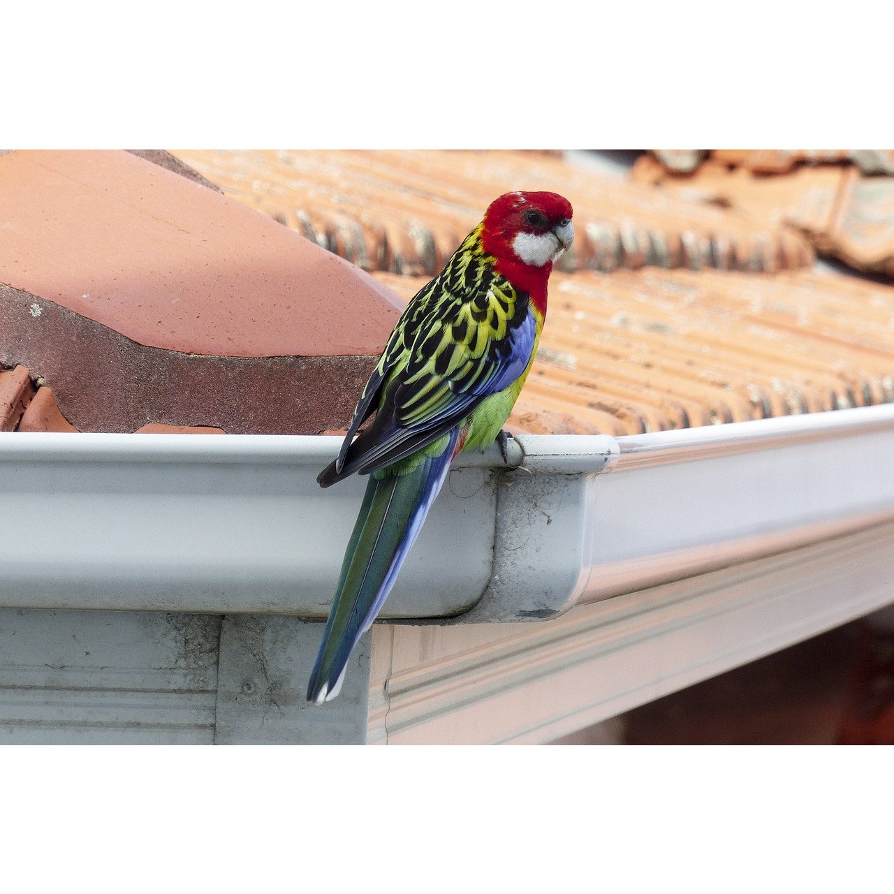 The Complete Guide to Home Guttering in Australia